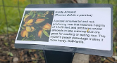 An orchard sign with a photo of and information on the hardy almond