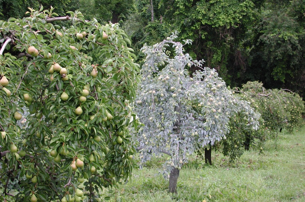Kaolin Clay Sprays for Fruit Trees Philadelphia Orchard