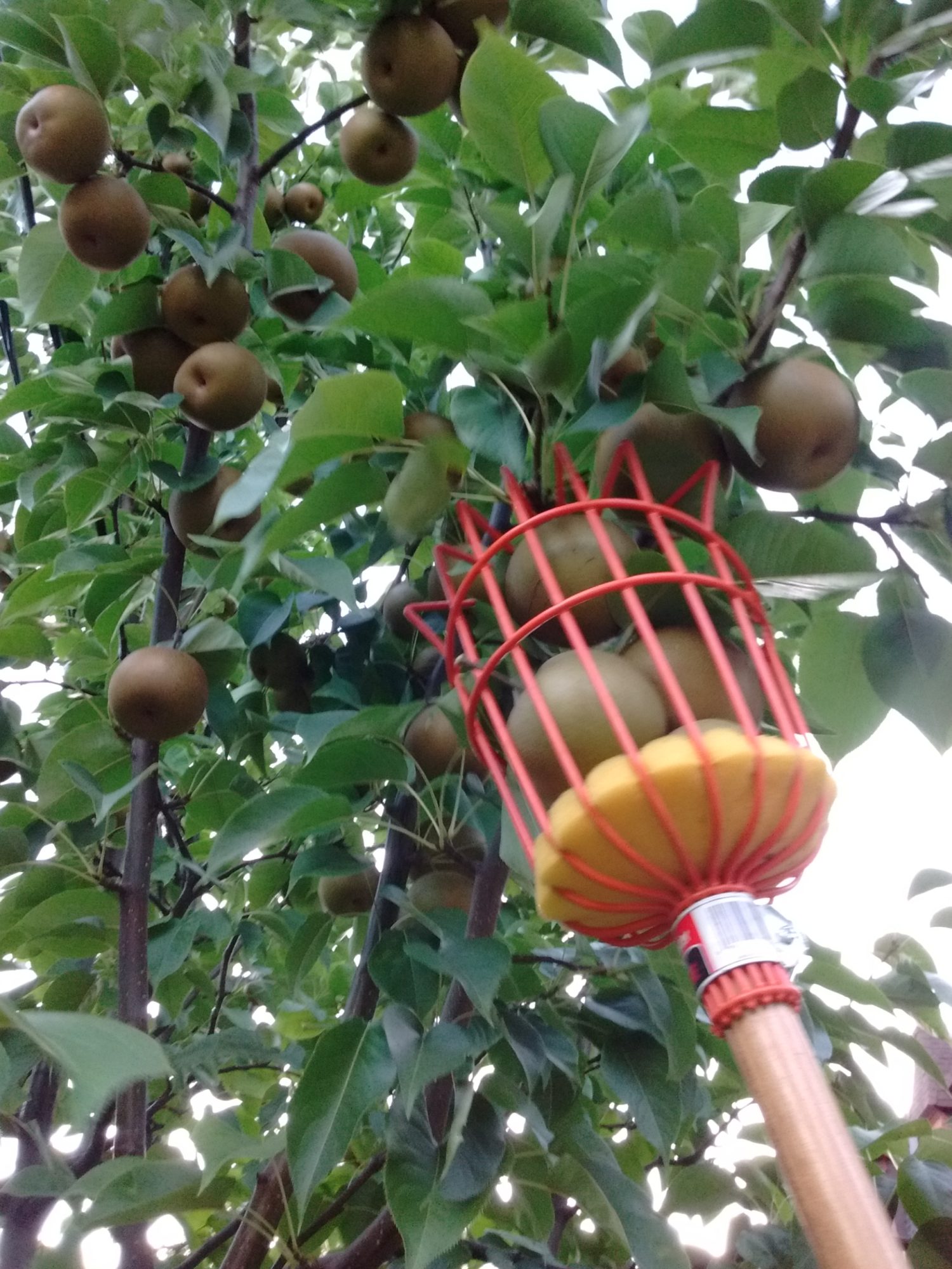 Asian pears are harvested from the tree using a pole picker