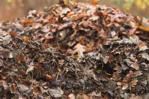 leaf compost
