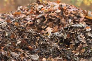 https://www.phillyorchards.org/wp-content/uploads/2015/11/leaf-compost1.jpg