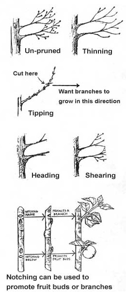 pruning cuts