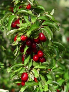 Cornelian Cherry Fruit