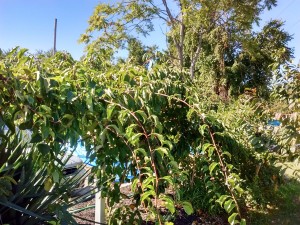 This prolific kiwi at SHARE orchard needs summer pruning to open up its fruit to air and light!