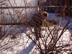 Phil demonstrating currant pruning at the Teens4Good 8th & Poplar community orchard. Remove dead and diseased wood, and then move onto removing the oldest wood and any far-reaching runners.