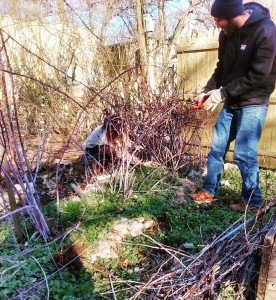 Pruning the prolific black raspberry canes at The Village of Arts and Humanities and PhillyEarth permaculture site
