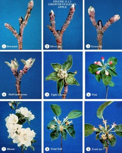 A beautiful depiction of early season apple development. Read more at http://elizapples.com/category/orchard-managment/