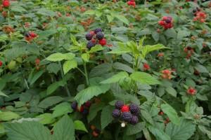 Black raspberry canes are very easy candidates for first-time cuttings.