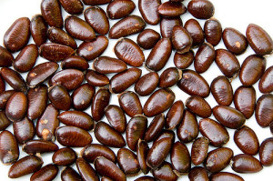 Pawpaw seeds