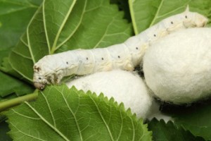  Silkworm Feeding on a Mulberry Leaf + Cocoons