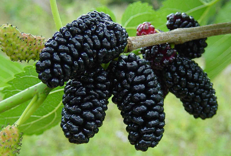 mulberry morus mulberries plucky mullberry dud