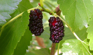 Red Mulberries