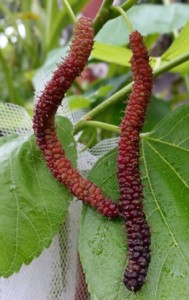 Morus macroura, also known, amongst other things, as the Himalayan Mulberry