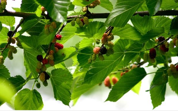 Plant Spotlight The Plucky Mulberry Morus Philadelphia Orchard Project