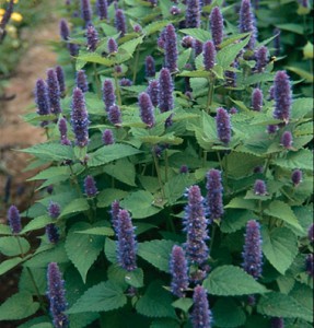 A Patch of Anise Hyssop