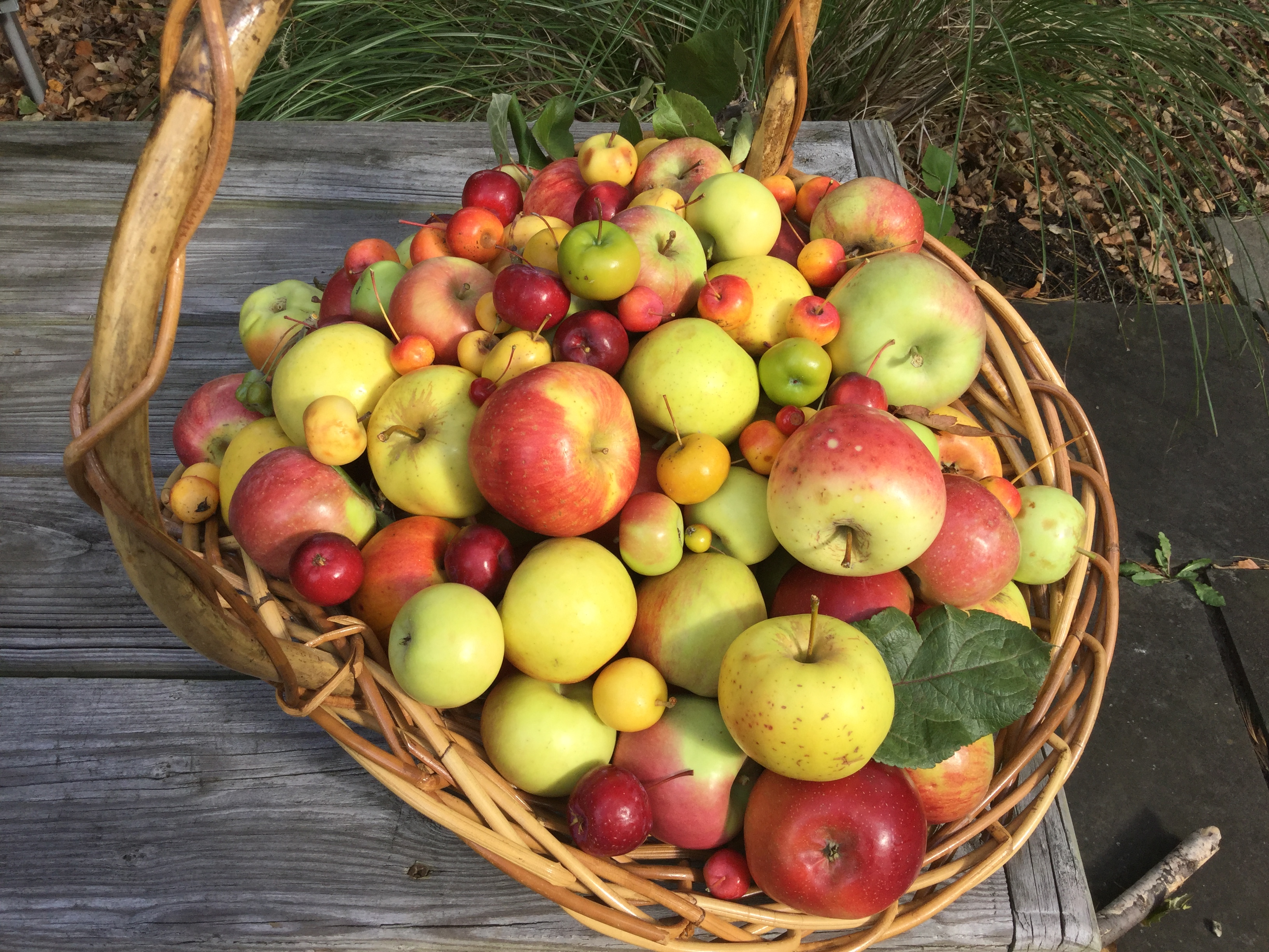 Opal Apples In Stores Pt 3 - AG INFORMATION NETWORK OF THE WEST