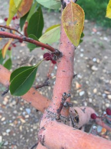 Malus hupuhensis - Tea crabapple - The different colors of bark in the orchard are also stunning!