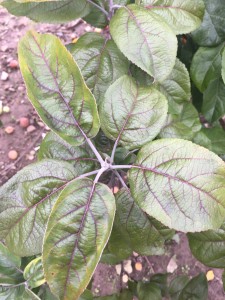 "Hordapfel" cultivar had beautiful and large purple-veined leaves.