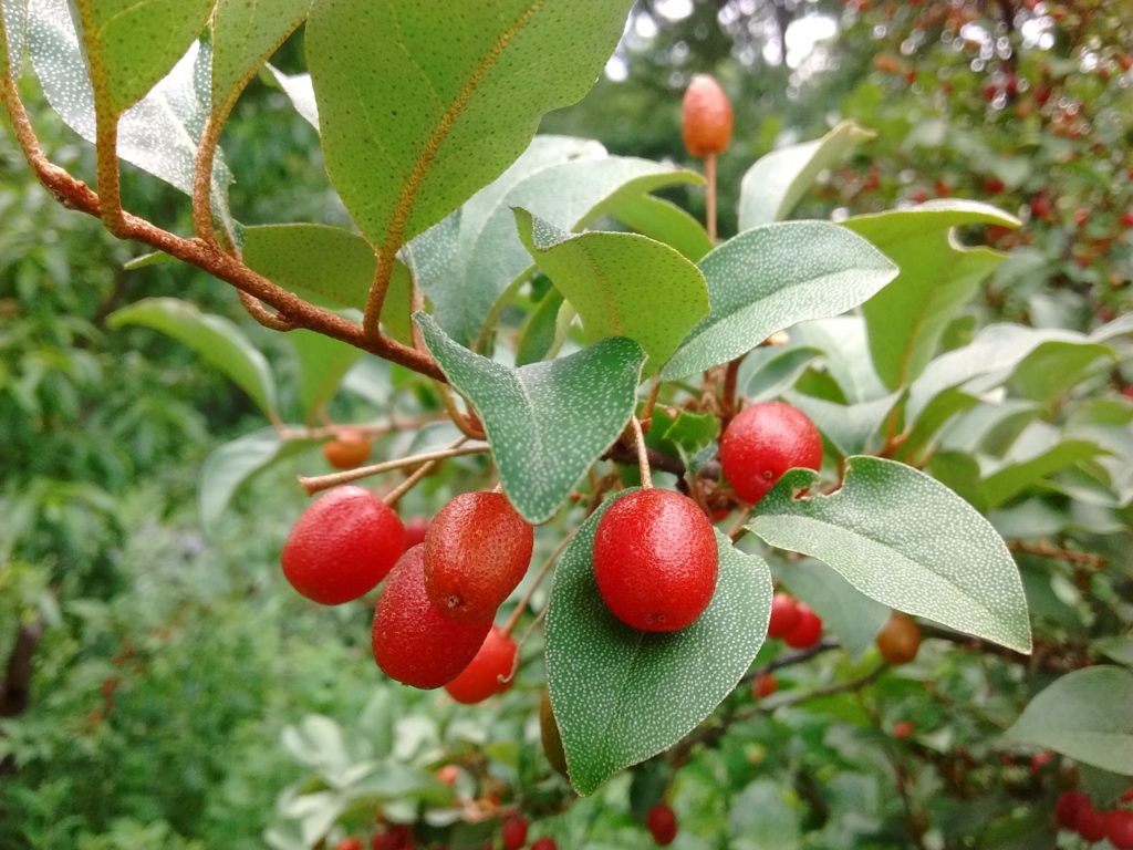 The sweet-tart fruit of the nitrogen-fixing goumi at Awbury Arboretum. 