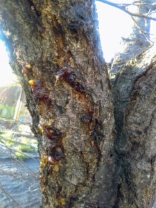 Bacterial canker of plum tree (Photo by Robyn Mello)