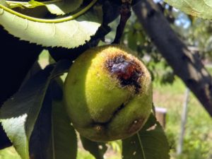 Manifestation of advanced canker on unripe peaches. This will completely rot fruit before it ripens, and fruit left on the ground will continue to spread the disease next season.