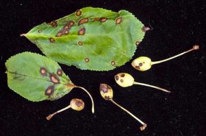Blossom and leaf dieback are also symptomatic of infection, though there are insect pests that can cause similar appearances.