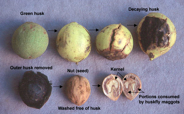4 Seeds Black Walnut Tree JUGLANS NIGRA nut fruit wildlife food Autumn colours 