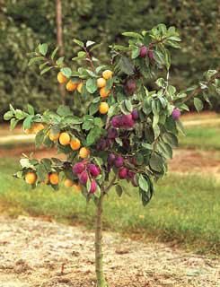 How to splice two fruit trees