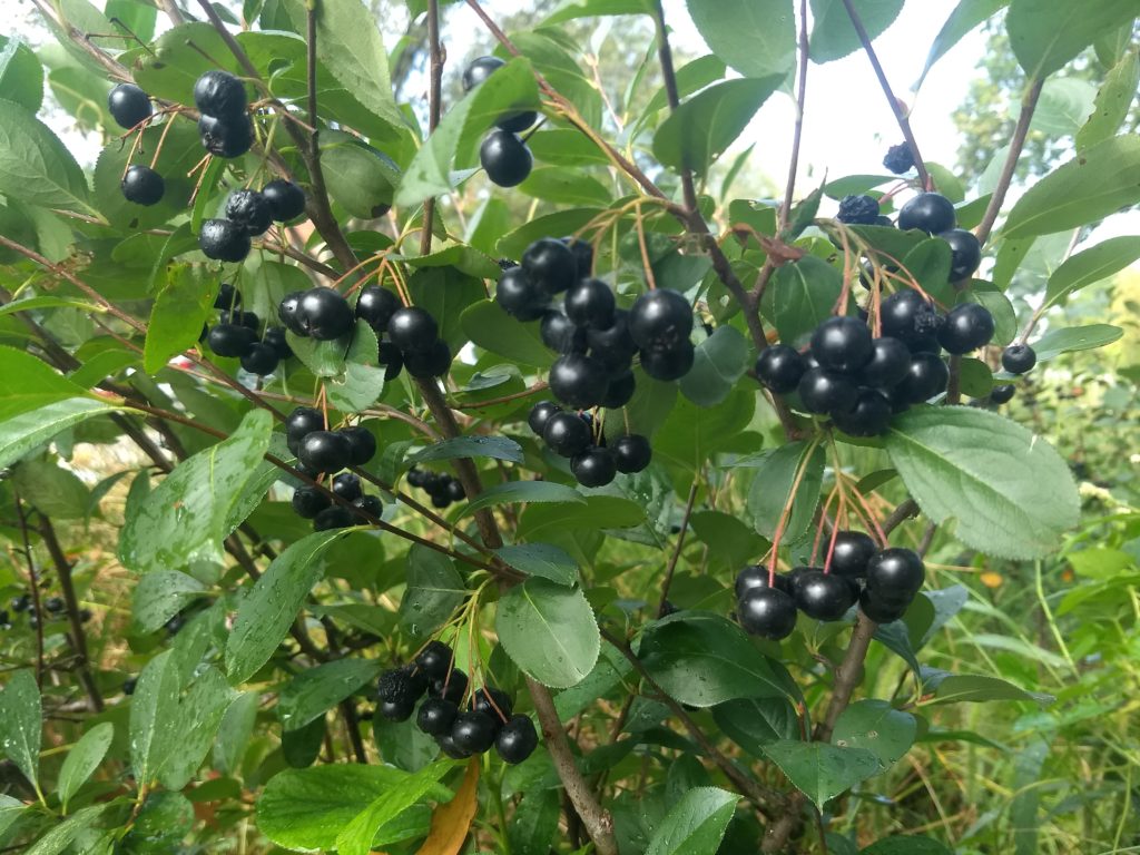 Close-up view of ripe chokeberries; they are abundant on the bush and have very dark purple, nearly black fruit.