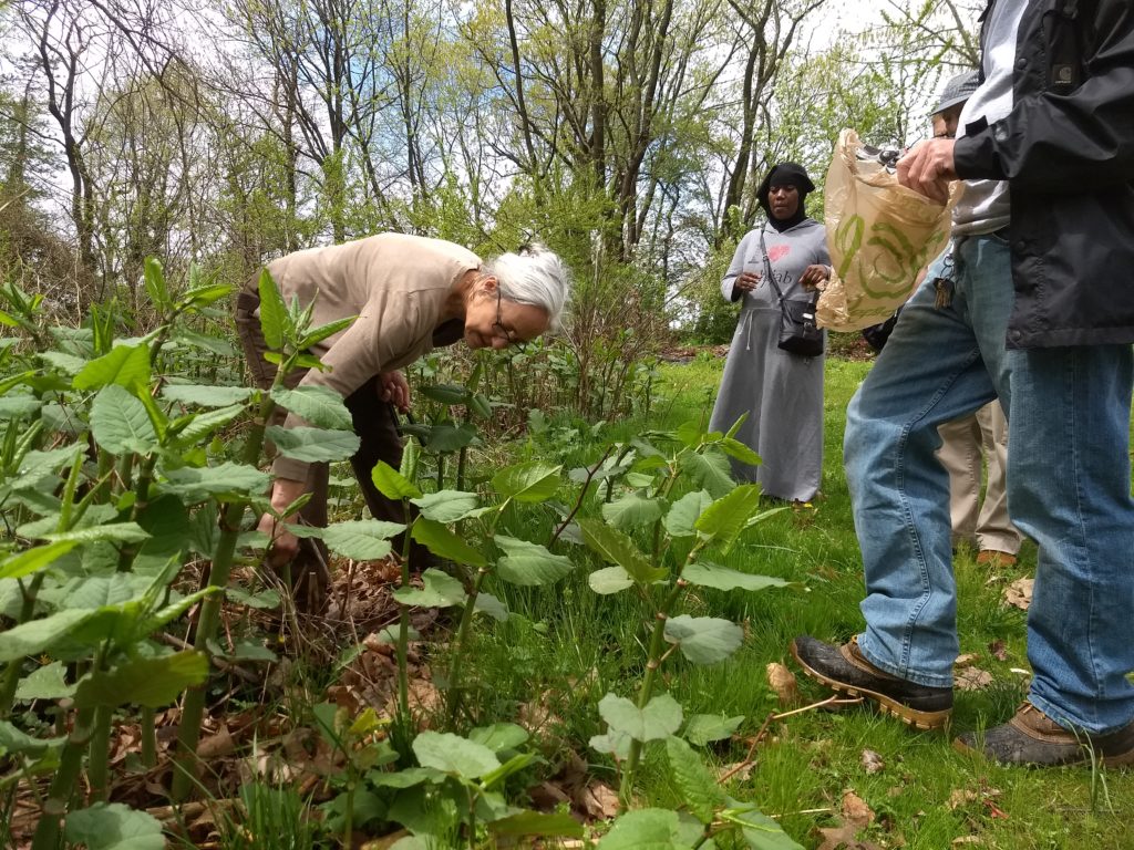 A gray-haired woman bends over to point out plant features in a patch of knotweed, looked upon by several other people.