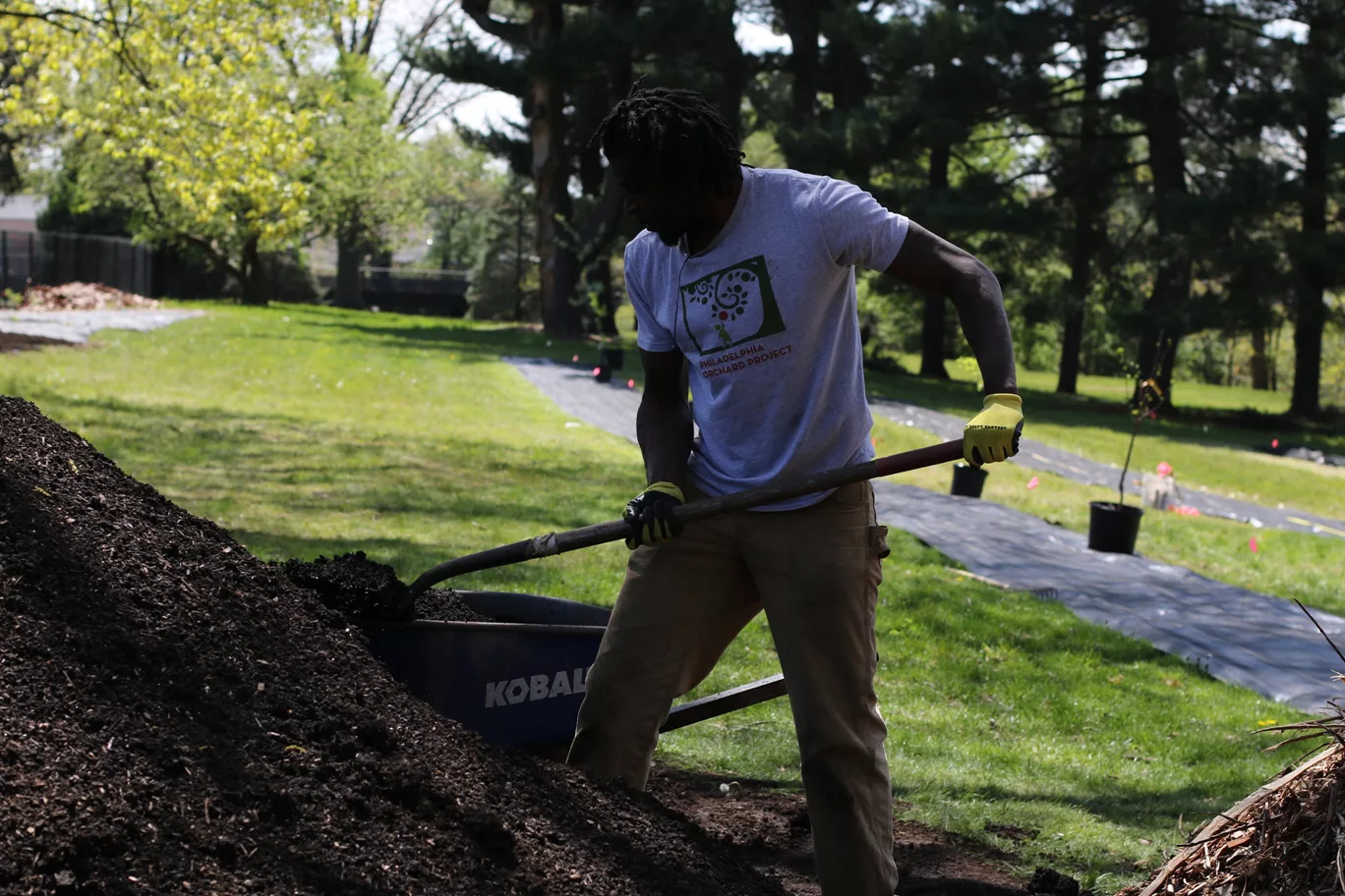 Orchard Director Alkebu-Lan Marcus shovels compost into a wheelbarrow. 