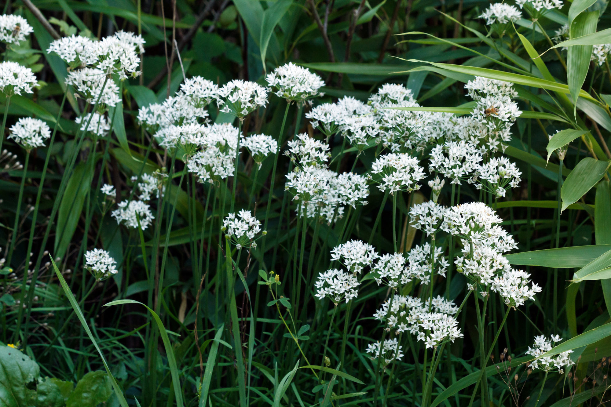 Garlic chives (Allium tuberosum) in flower in late summer/ early fall