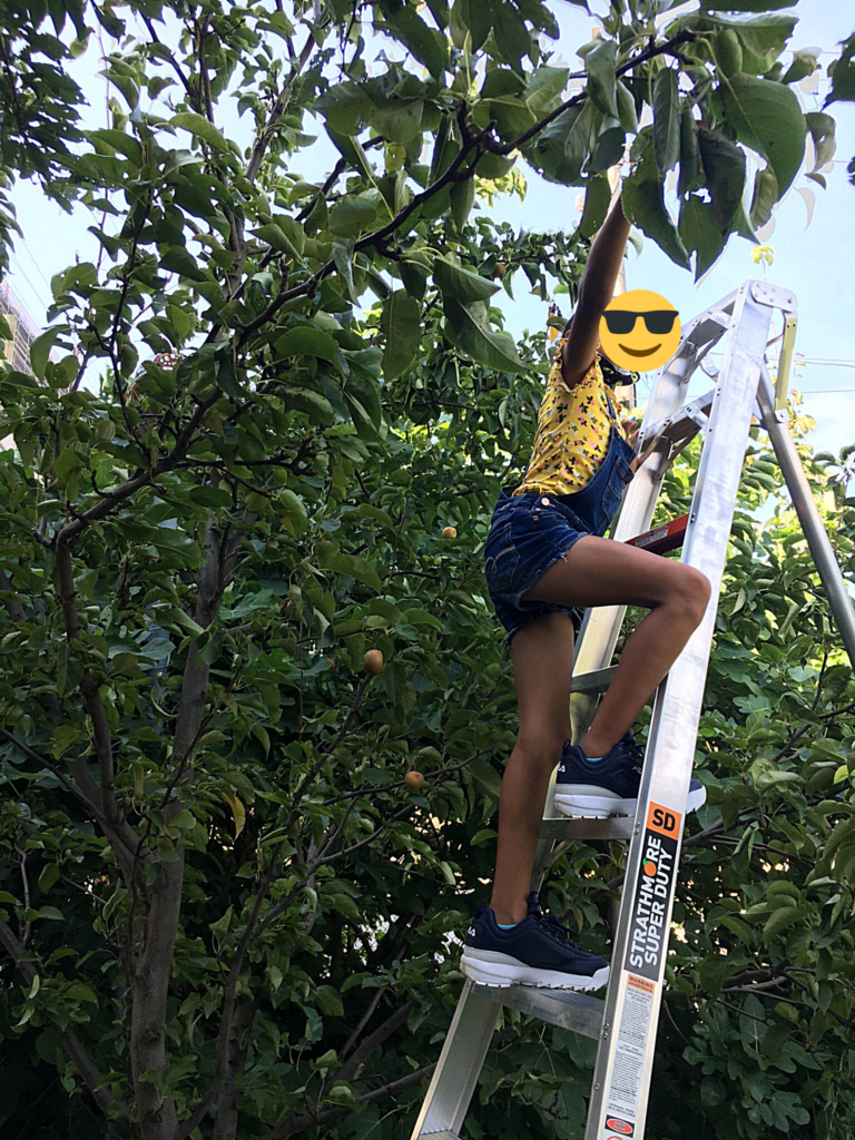 A youth on the orchard ladder at 8th & Poplar helping to harvest Asian pears, summer 2020
