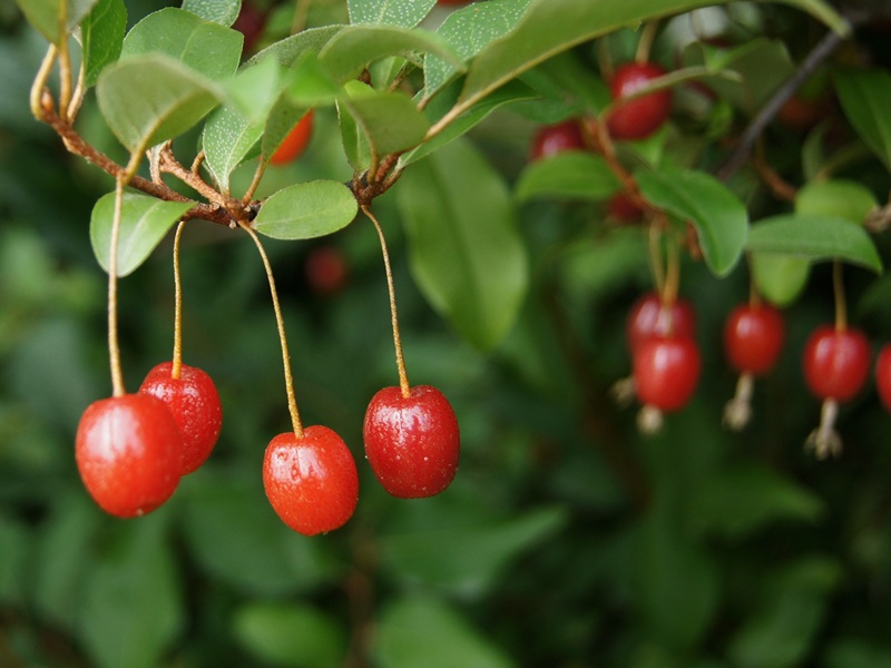 Close up photo of 4 red goumi berries hanging on a single brown branch. Several goumi berries hang out of focus in the background. 