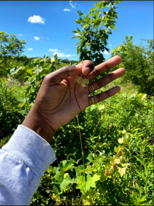 Sharon Appiah, POP Orchard Assistant, displaying the jewel-like beauty of the currants. Photo: POP.