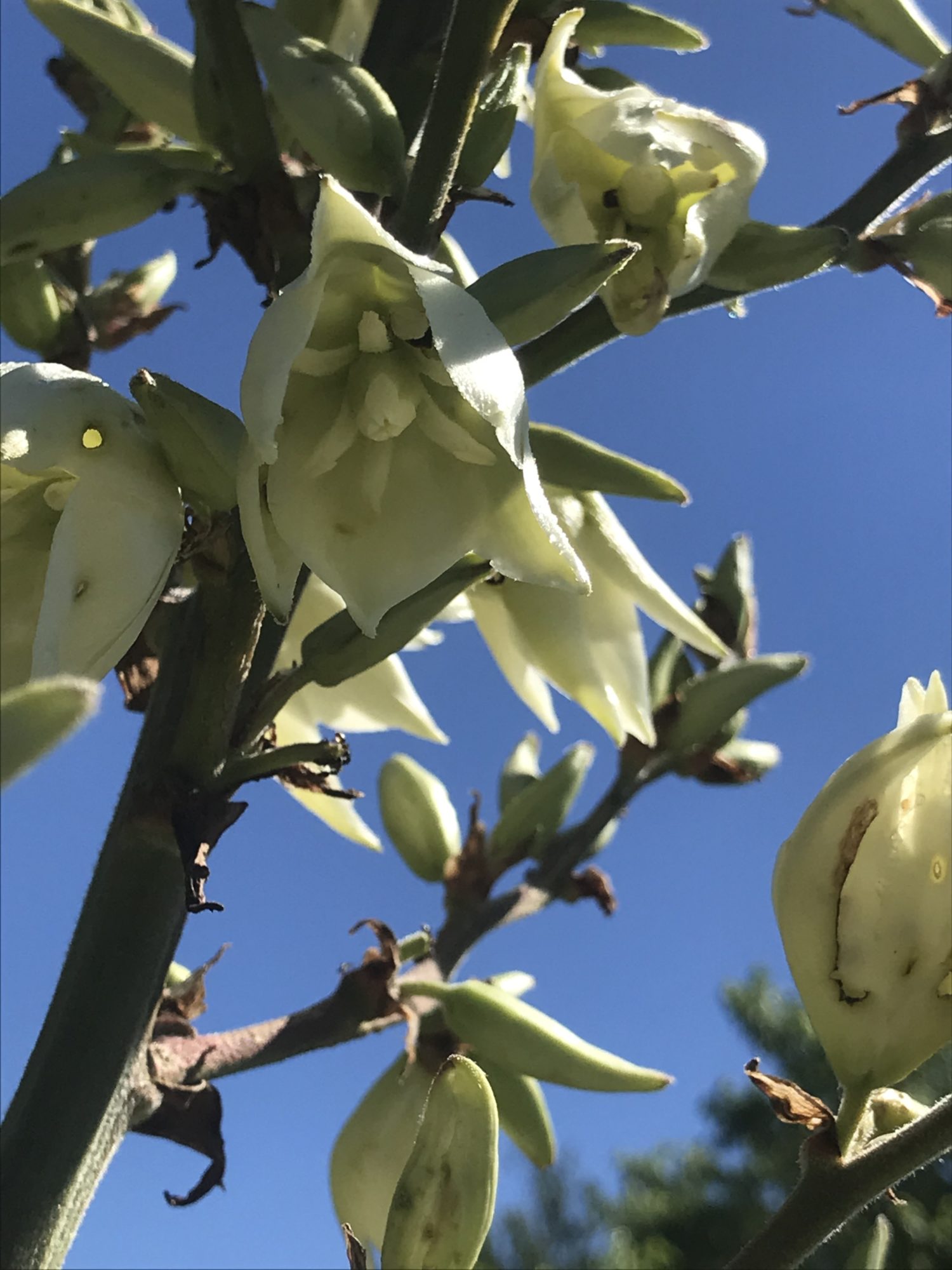The New Jersey Yucca, with its spiky white blossoms, containing a camouflaged yucca moth in the center flower.  Photo: POP.