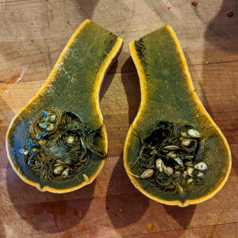 Guatemalan Green-Fleshed Ayote Squash is a landrace variety that Kleinman is selecting for dark green flesh and early maturity.
