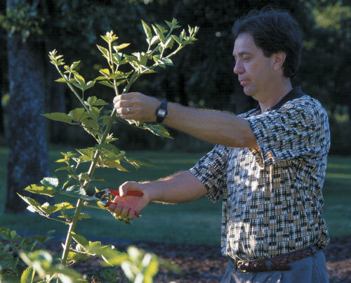 Pruning back the tops of 1st year blackberry canes in mid summer can help induce side branching, leading to larger harvests the following year. Photo credit: finegardening.com