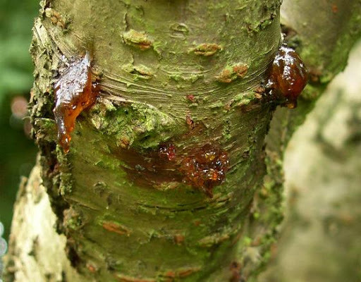 Bacterial canker
on cherry and other stone fruits can often be identified by gummosis or oozing sap.  This disease is best cut out using a sharp sanitized knife during hot,dry weather. 