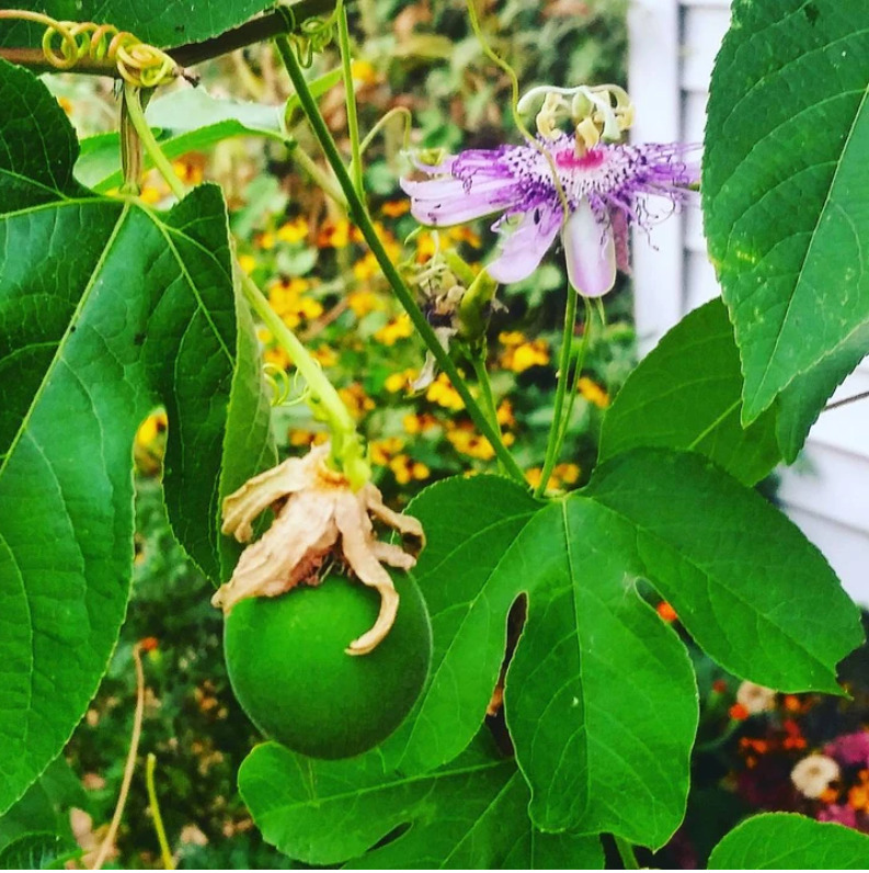 The Northern Maypop Passionflower. 
Photo Credit: Experimental Farm Network