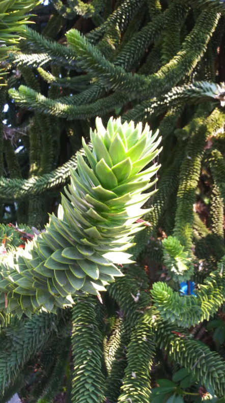 Chilean Monkey Puzzle produces huge pine nut like fruits. It looks like a cross between a succulent or cactus and an elongated pine cone.
