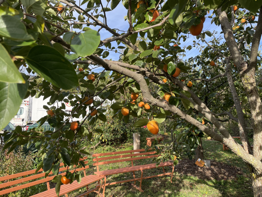 Two empty benches face a persimmon tree, loaded with bright orange fruit.