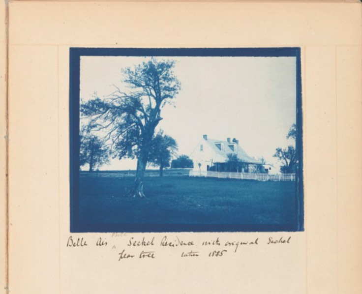 Archive image: “Belle Air Seckel Residence with original Seckel pear tree taken 1885.” The house in the photograph is the tenant house which adjoined the main manor which still stands in South Philadelphia's FDR Park to this day.