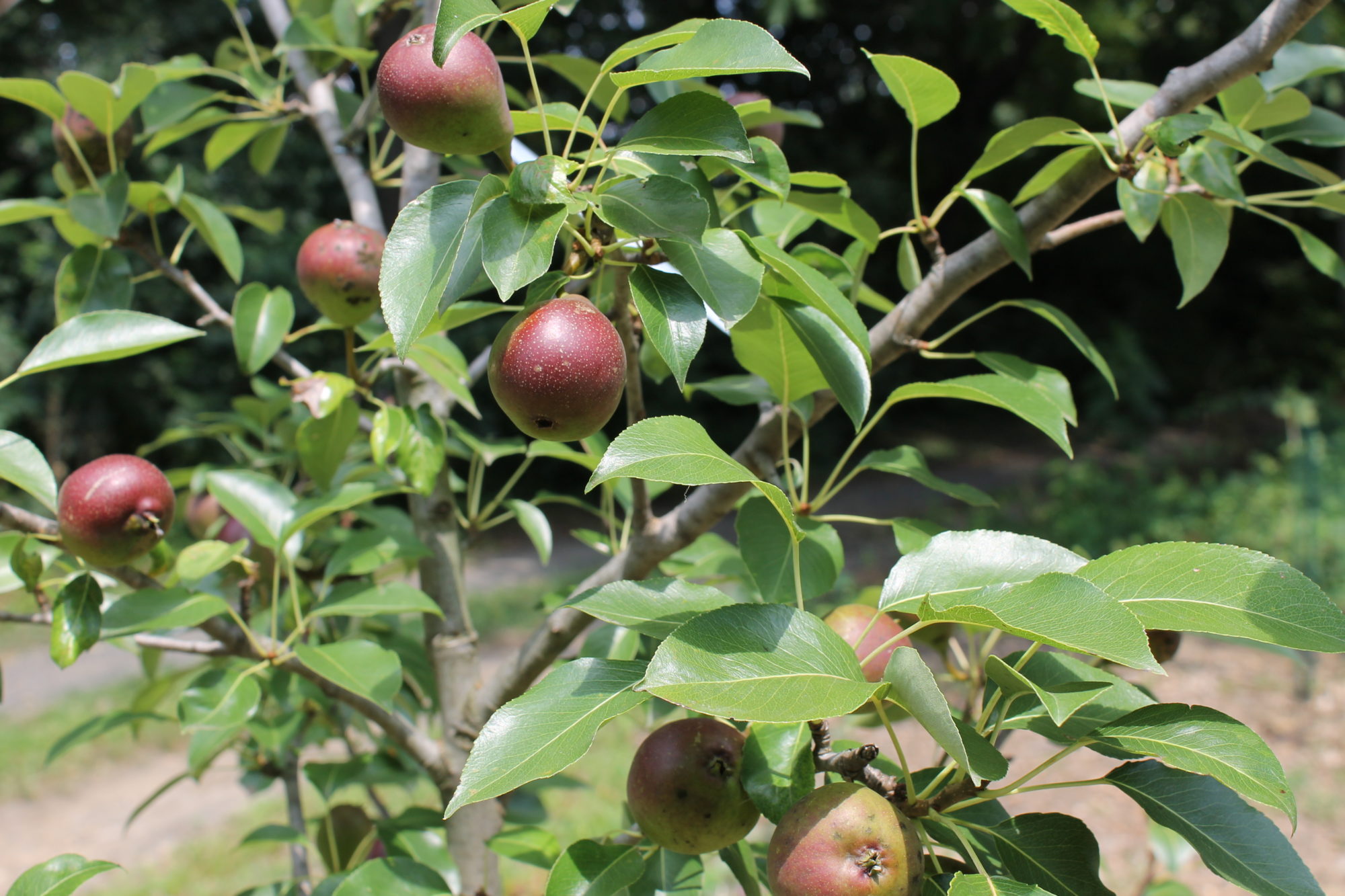 Photo: Seckel pears ripen on a young tree. Caption: POP has replanted Seckel pears in orchards across Philadelphia over the last 15 years.  Seckel has proved a relatively easy variety to grow and unlike other European pears, it ripens on the tree, making it easier to harvest!  