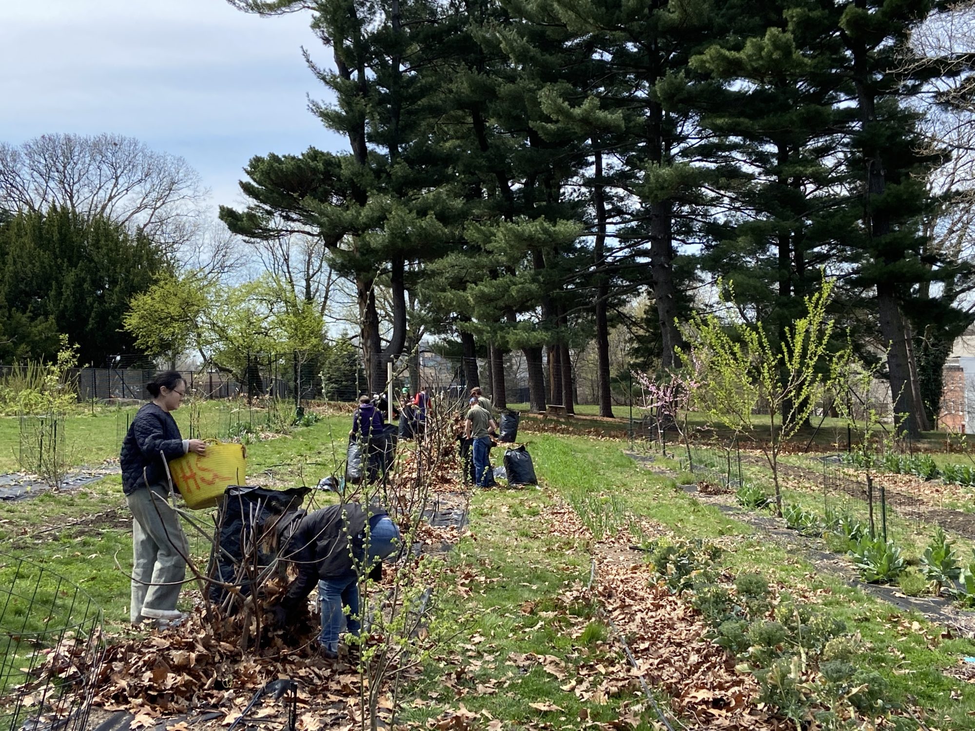 A group of about 10 people are working on various fig trees at the Learning Orchard, filling large black trash bags with leaves. Some of the other trees are blooming, and the pine grove is prominent in the background.