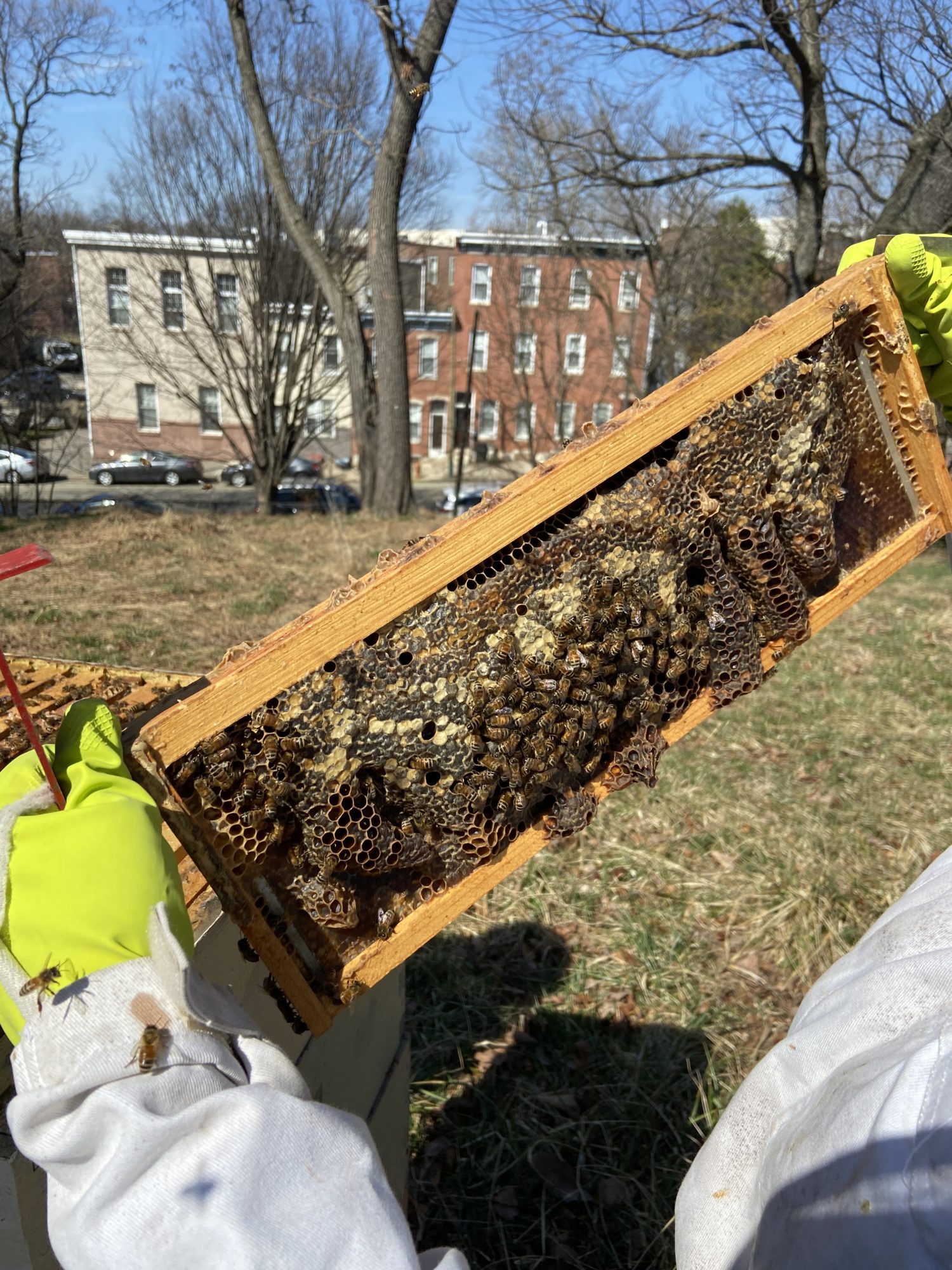 A person in a bee suit wearing bright yellow golves holds a frame from a beehive covered in honeycomb and crawling with bees. The trees in the background are still bare of leaves. Row homes line the street in the background.
