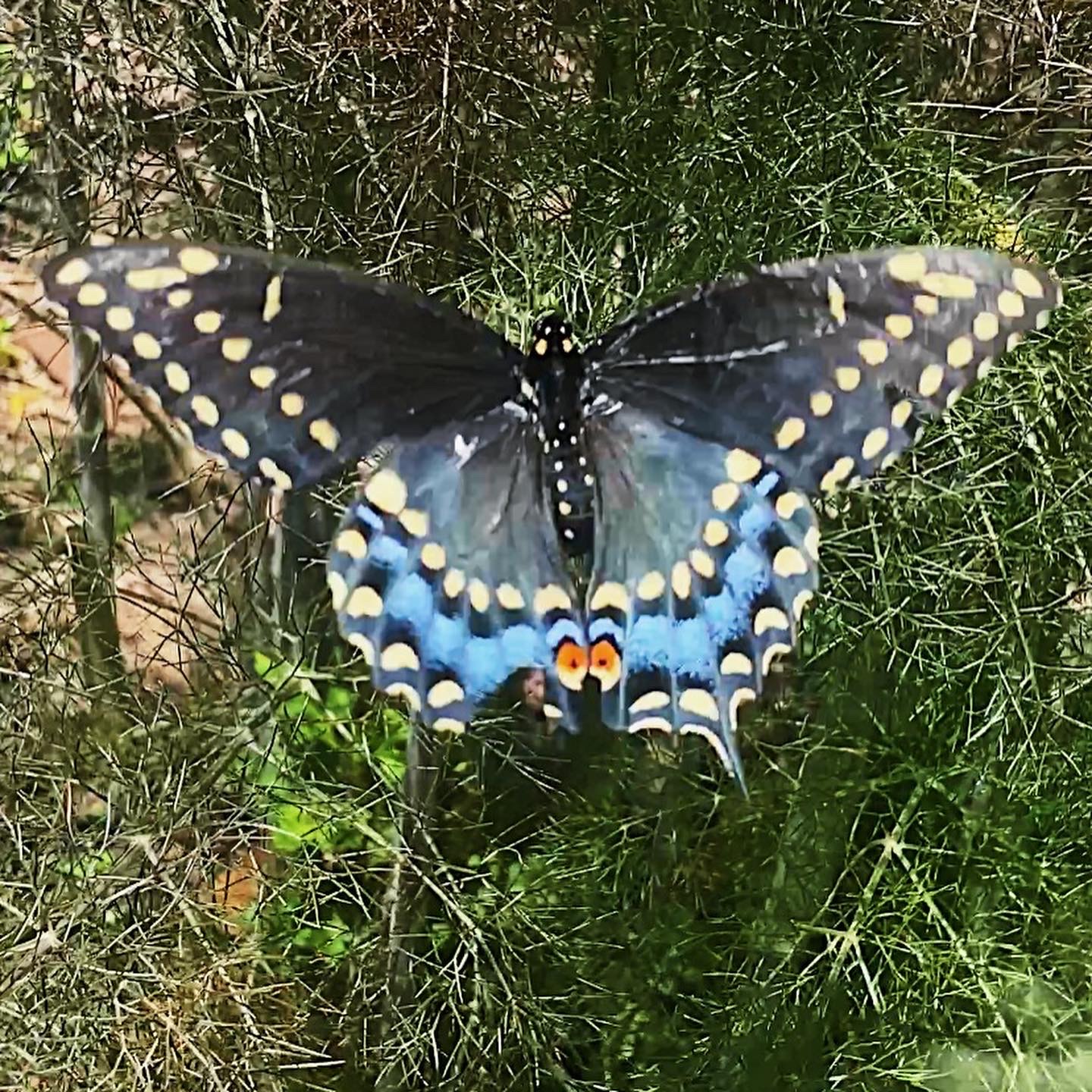 A black swallowtail butterfly, with its brilliant black and blue wings with yellow spots, rests on the grass.