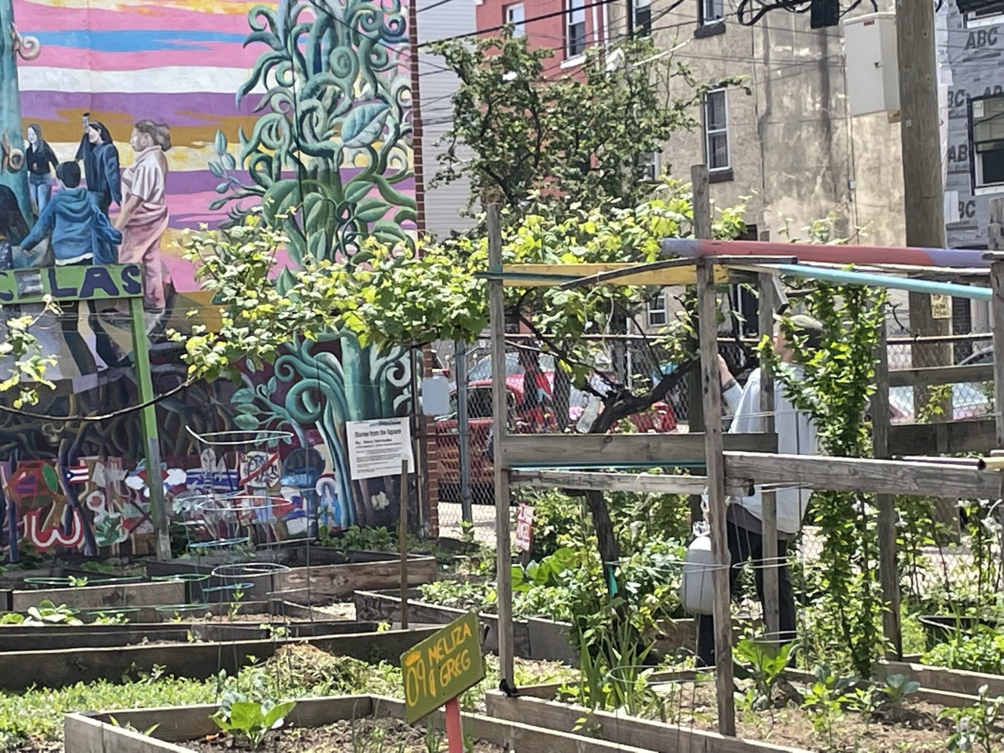 Spraying grapevines at Norris Square Neighborhood Project. A large colorful mural is seen in the background, and raised beds surround the grapevine structure.