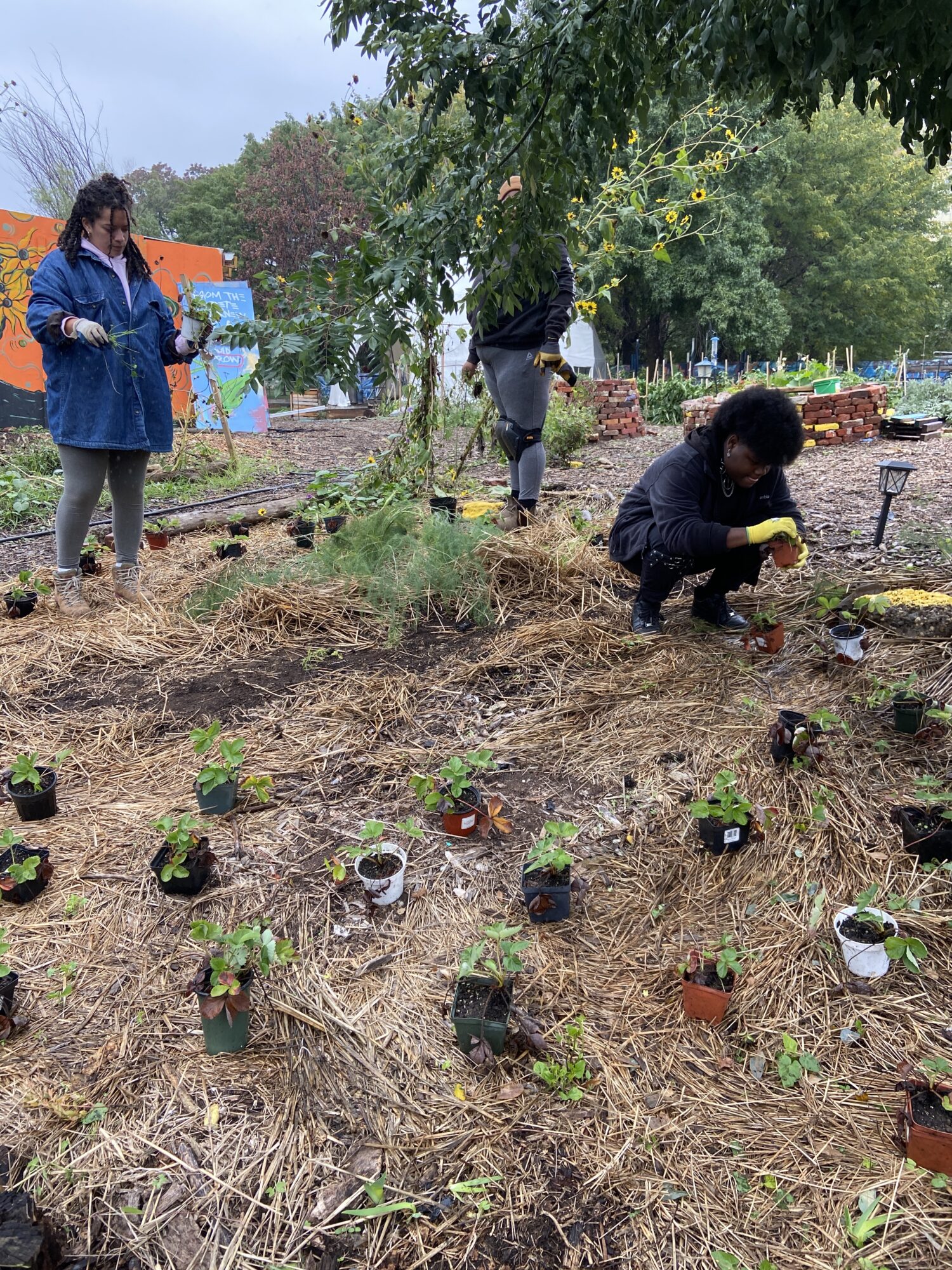 Planting strawberries at Urban Creators in Fall 2022. 