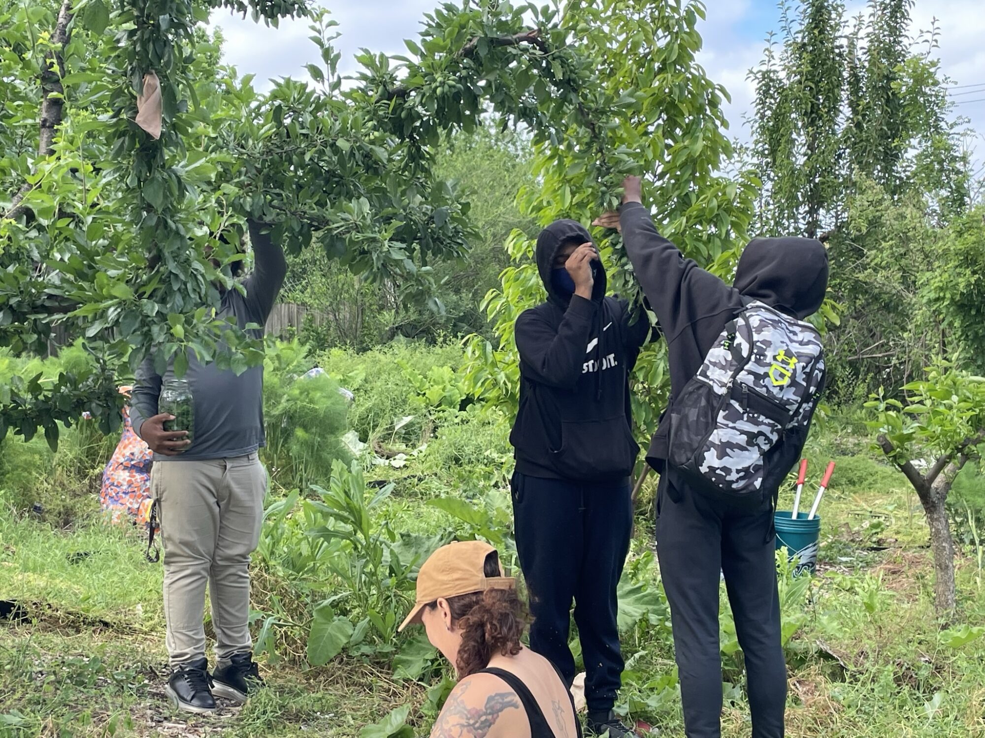 Youth from Village of the Arts after-school program thinning plums, while searching for pest damage. 
